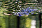 common otter