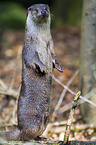 common otter