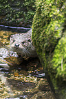 common otter