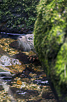common otter
