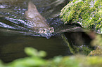common otter