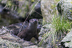 common otter