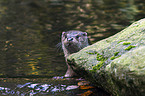 common otter