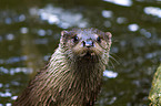 common otter