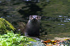 common otter