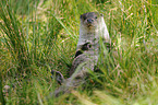 common otter