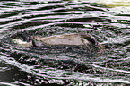 common otter