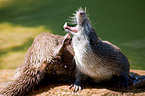 common otter