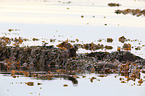 common otter
