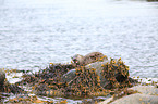 common otter