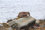 common otter