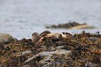 common otter