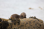common otter