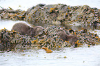 common otter