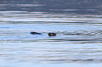 common otter