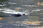 common otter