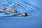 common otter