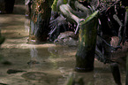 Eurasian otter