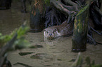 Eurasian otter