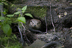 Eurasian otter