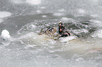 common otter