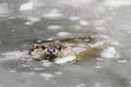 common otter
