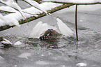 common otter