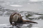 common otter