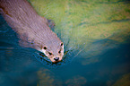 common otter