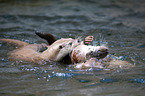 common otter