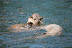 common otter
