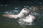 common otter