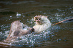 common otter