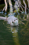 common otter
