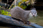 common otter