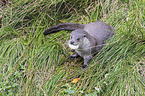 common otter