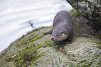 common otter