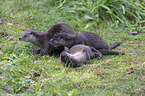 common otter