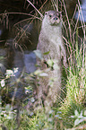 common otter