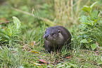 common otter