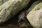 common otter