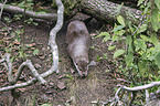European Otter