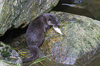 European Otter