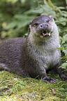 European Otter