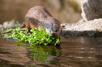 common otter