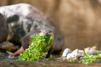 common otter