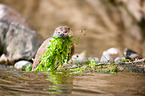 common otter