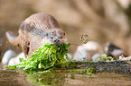 common otter