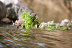 common otter