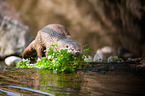 common otter